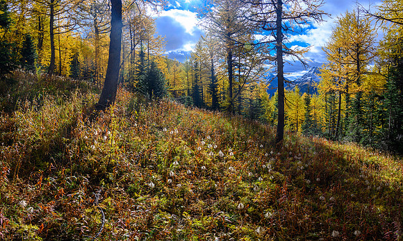 Traversing through a larch forest towards Haiduk Peak.