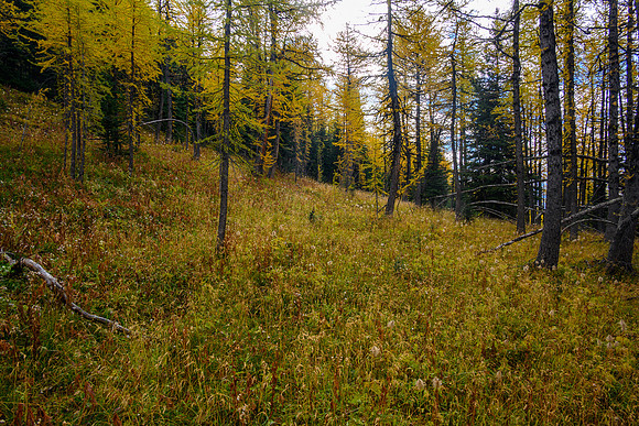 Traversing through a larch forest towards Haiduk Peak.