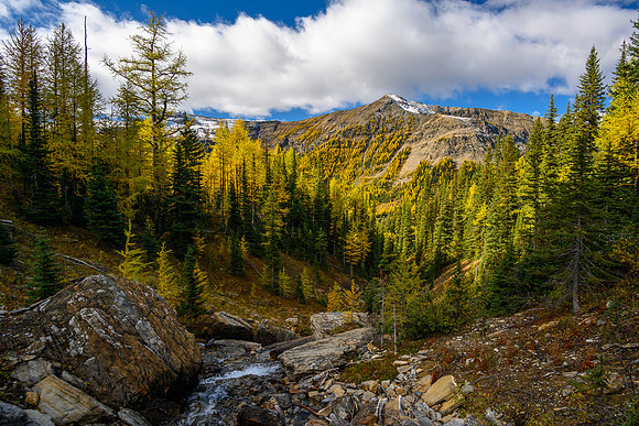 Traversing through a larch forest towards Haiduk Peak.