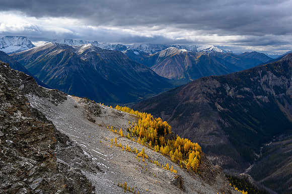 Larches with Numa Peak in the bg.