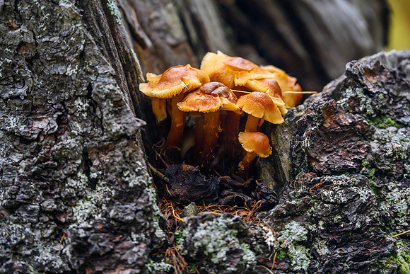 Shrooms.