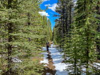 Hiking one of the many cutlines back down the Ram River Trail.