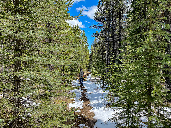 Hiking one of the many cutlines back down the Ram River Trail.