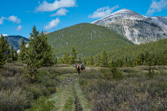 A horse outfitter rides back along the Ram River.