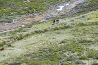 A horse outfitter rides back along the Ram River.