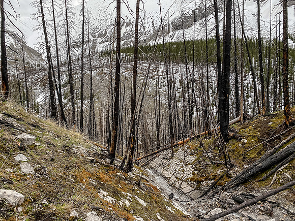 Exiting back to the South Ram Patrol Cabin via burned slopes.