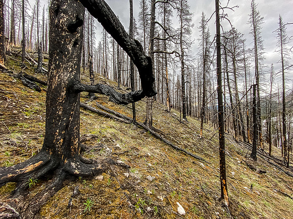 Exiting back to the South Ram Patrol Cabin via burned slopes.