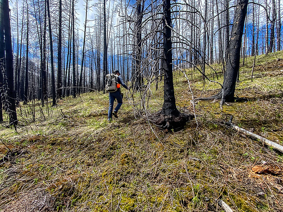 Hiking through a recent burn on the SE end of Wingnut Peak.