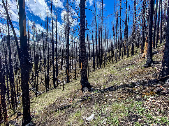 Hiking through a recent burn on the SE end of Wingnut Peak.