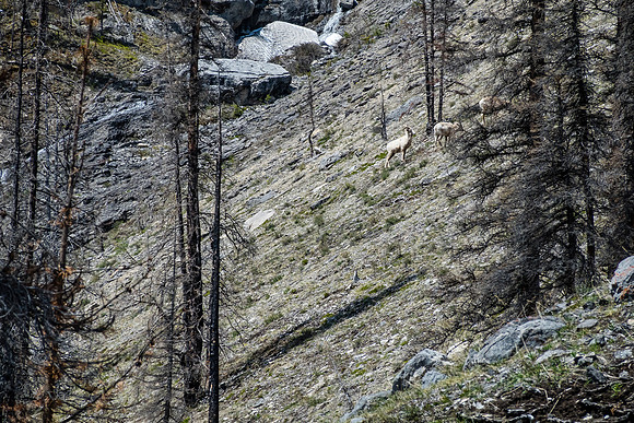 Some sheep on the SE slopes of Wingnut.