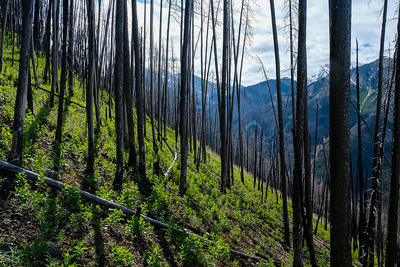 Ascending the south end of Mount Shanks through the open burn.