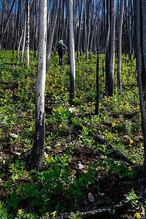 Ascending through a carpet of wildflowers.