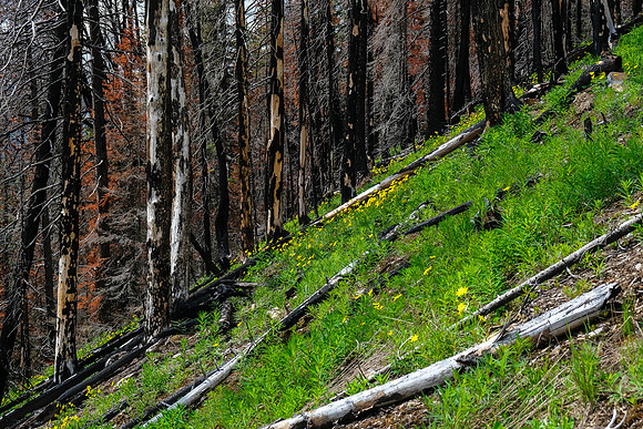Wildflowers in the avy slope.