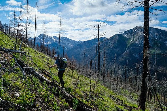 Ascending the south end of Mount Shanks through the open burn.