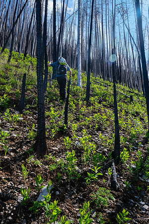 Ascending the south end of Mount Shanks through the open burn.