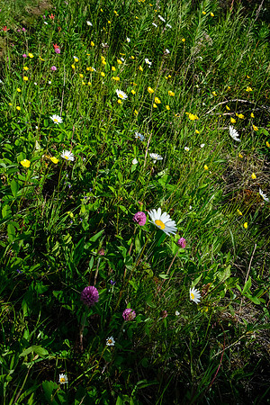 Wildflowers along the trail.