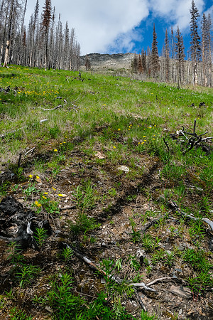 Looking back up the avy slope.