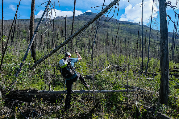 Ascending the south end of Mount Shanks through the open burn.