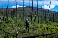 Ascending the south end of Mount Shanks through the open burn.