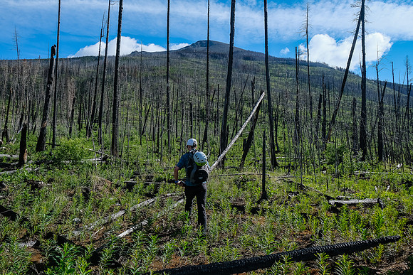 Ascending the south end of Mount Shanks through the open burn.