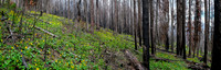 Wildflowers in the burn.