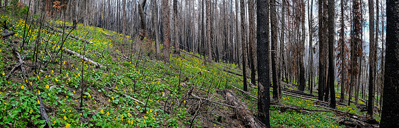 Wildflowers in the burn.
