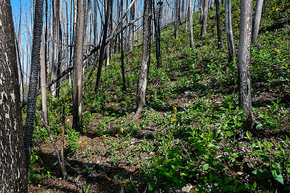 Ascending the south end of Mount Shanks through the open burn.