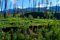Hiking the Simpson River Trail.