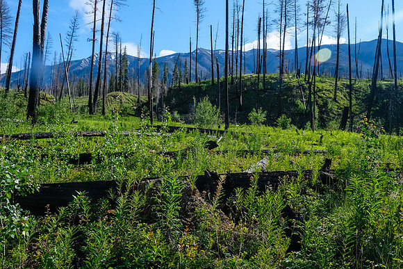 Hiking the Simpson River Trail.