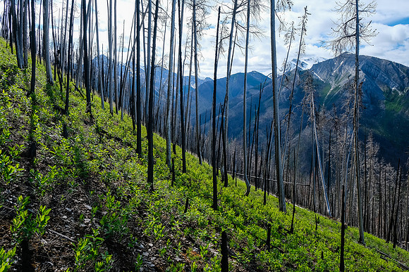 Ascending the south end of Mount Shanks through the open burn.