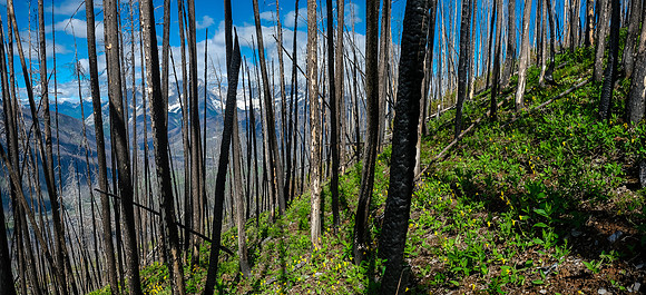 Flowers and the burn.