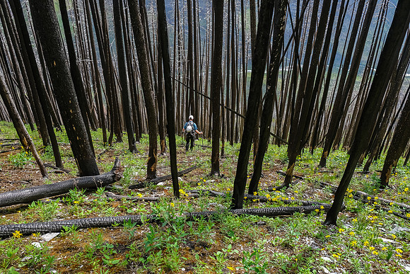 Descending the burn back to the Simpson River Trail.