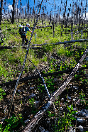 Ascending the south end of Mount Shanks through the open burn.