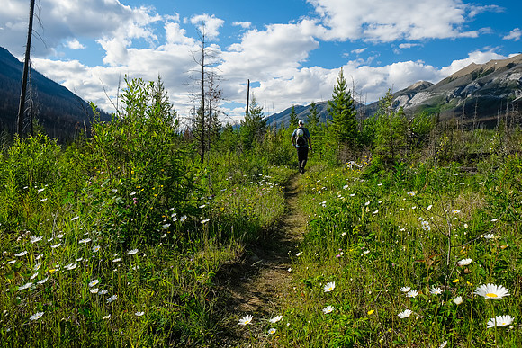 Wildflowers along the trail.