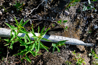 Deadly spikes in the burn.