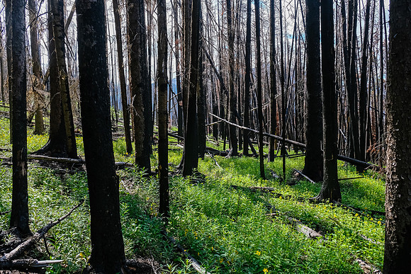 Ascending the south end of Mount Shanks through the open burn.