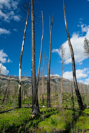 Burn area.