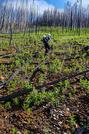Ascending the south end of Mount Shanks through the open burn.