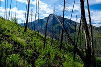 Ascending the south end of Mount Shanks through the open burn.