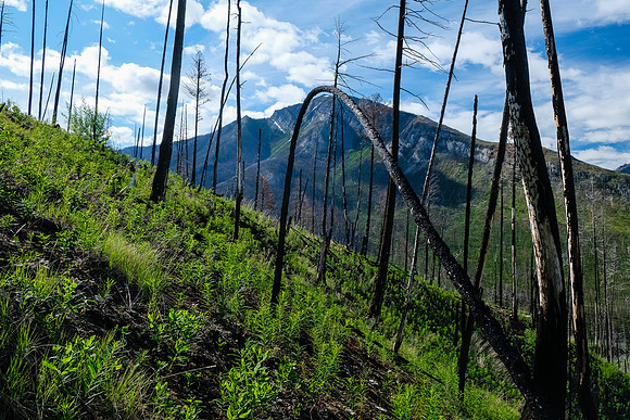 Ascending the south end of Mount Shanks through the open burn.
