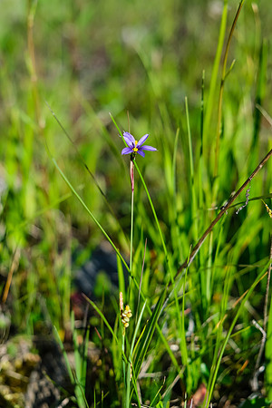 Wildflowers along the trail.