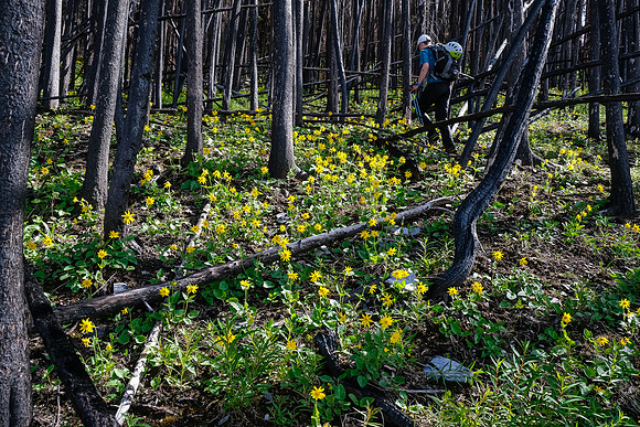 Ascending through a carpet of wildflowers.