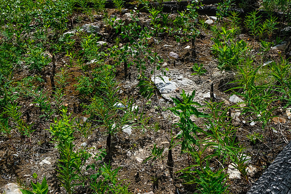 Spikes in the burn.