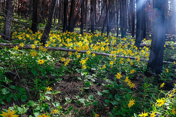 Ascending through a carpet of wildflowers.