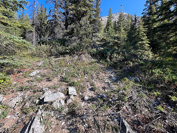 Ascending through the mid-slope SE forest.