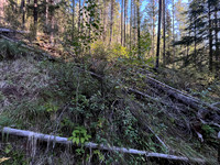 A short bushwhack to the SE ascent gully.