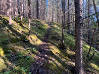 A short bushwhack to the SE ascent gully.