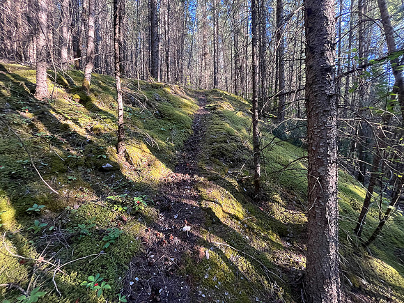 A short bushwhack to the SE ascent gully.