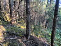 A short bushwhack to the SE ascent gully.