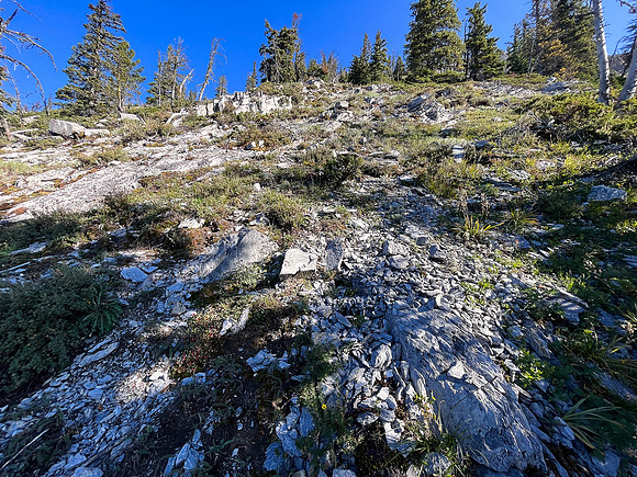 Ascending through the mid-slope SE forest.